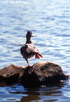 at Shelley Lake in Raleigh NC