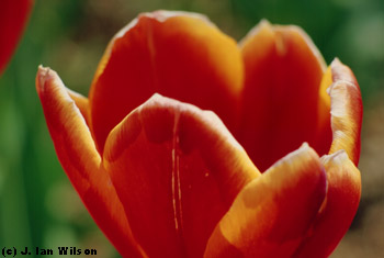 a tulip