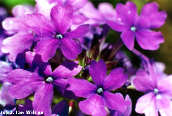 small purple flowers