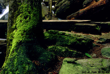 near Mingo Falls in NC