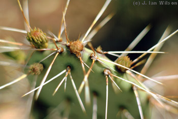 a cactus