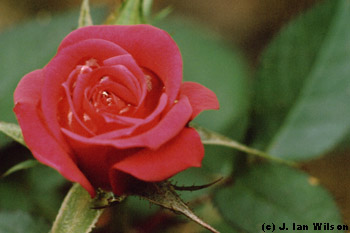 a mini rose