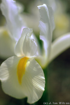 a white iris