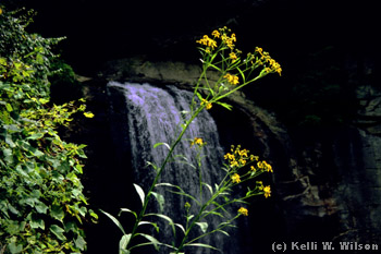 Looking Glass Falls